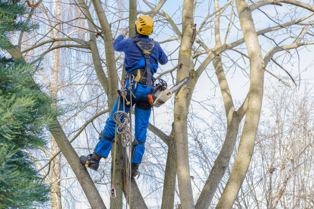 Best Commercial Tree Services  in Canyon, TX