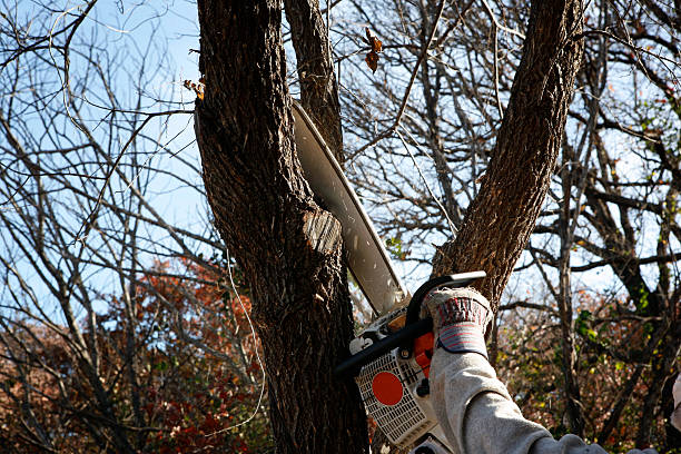 Best Arborist Consultation Services  in Canyon, TX